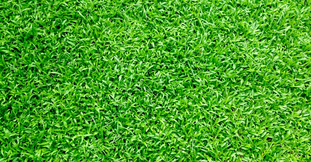 Brightening Up Your Landscape with Vibrant Artificial Grass Options