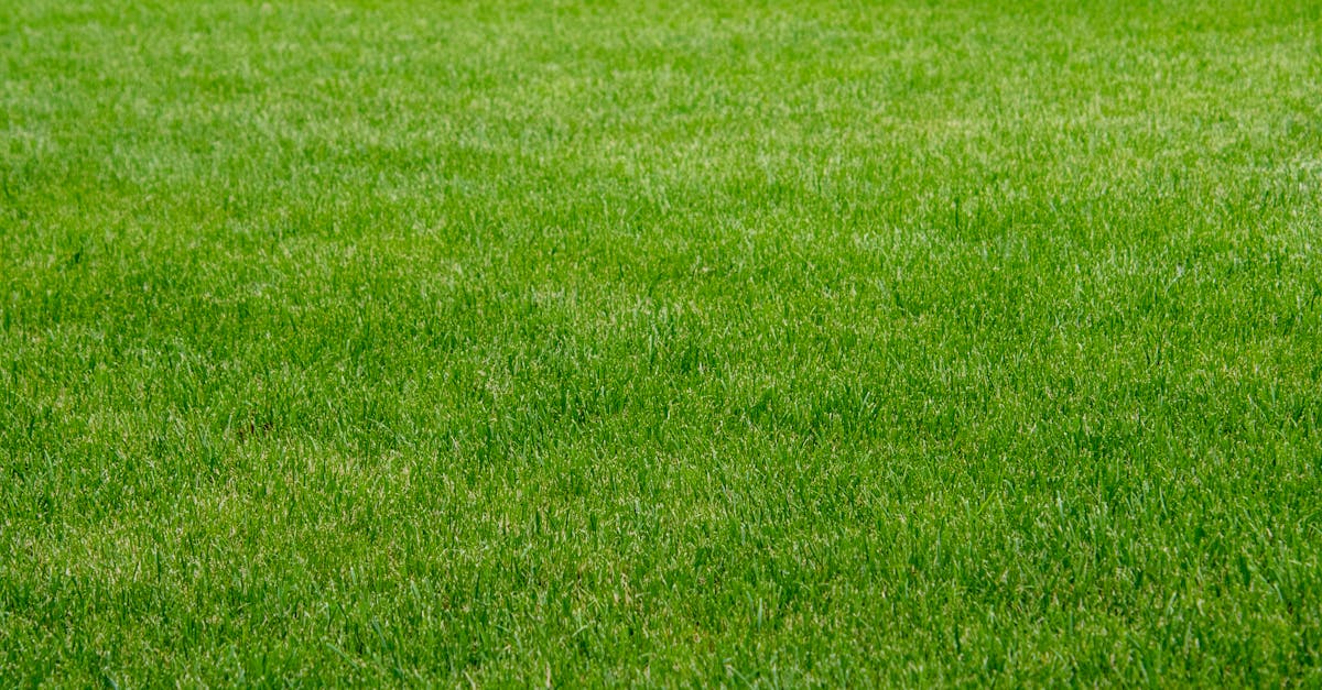 Preparing Your Artificial Turf for the Summer Heat